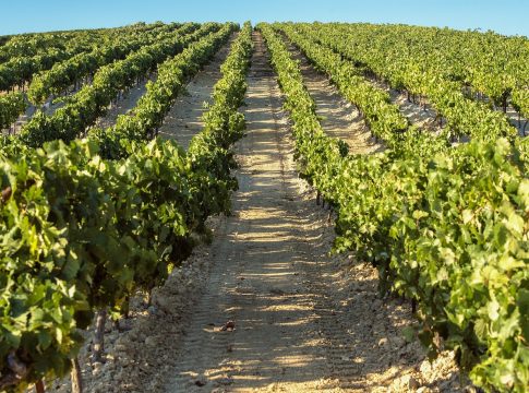 La Consejería de Agricultura apoya la gestión de los consejos reguladores de Andalucía
