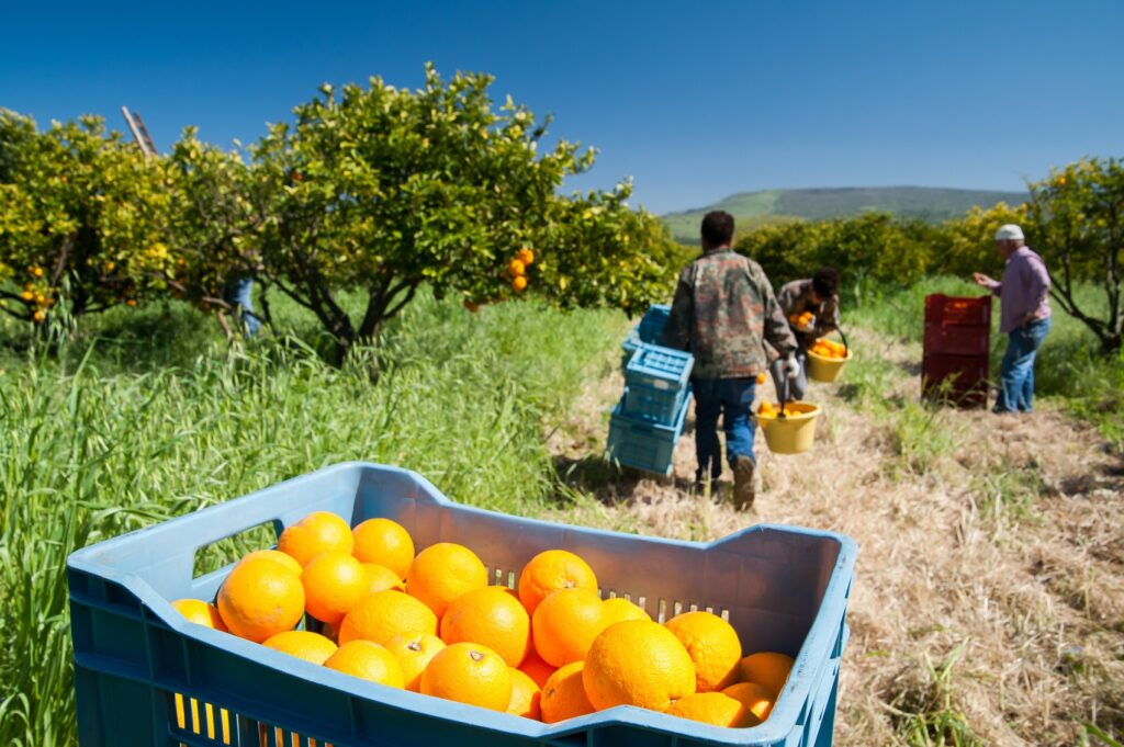 La Consejería de Agricultura impulsa al sector de los cítricos con la I edición de Democitrus