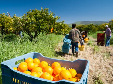 La Consejería de Agricultura impulsa al sector de los cítricos con la I edición de Democitrus
