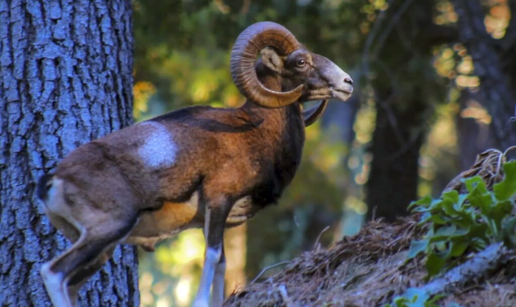 La Diputación pone el foco en ‘La Málaga Salvaje’ para dar a conocer la fauna de la provincia