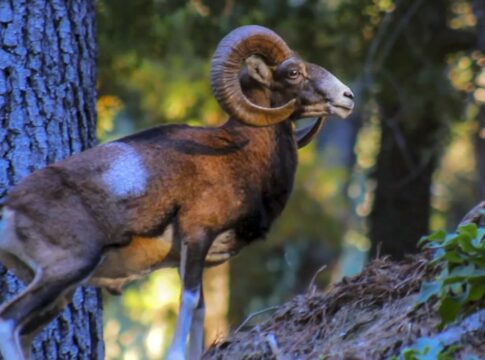 La Diputación pone el foco en ‘La Málaga Salvaje’ para dar a conocer la fauna de la provincia