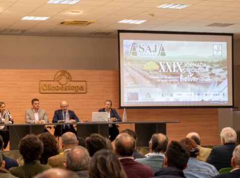 Las lluvias paralizan la cosecha de aceituna de molino y tensionan aún más los precios del aceite de oliva