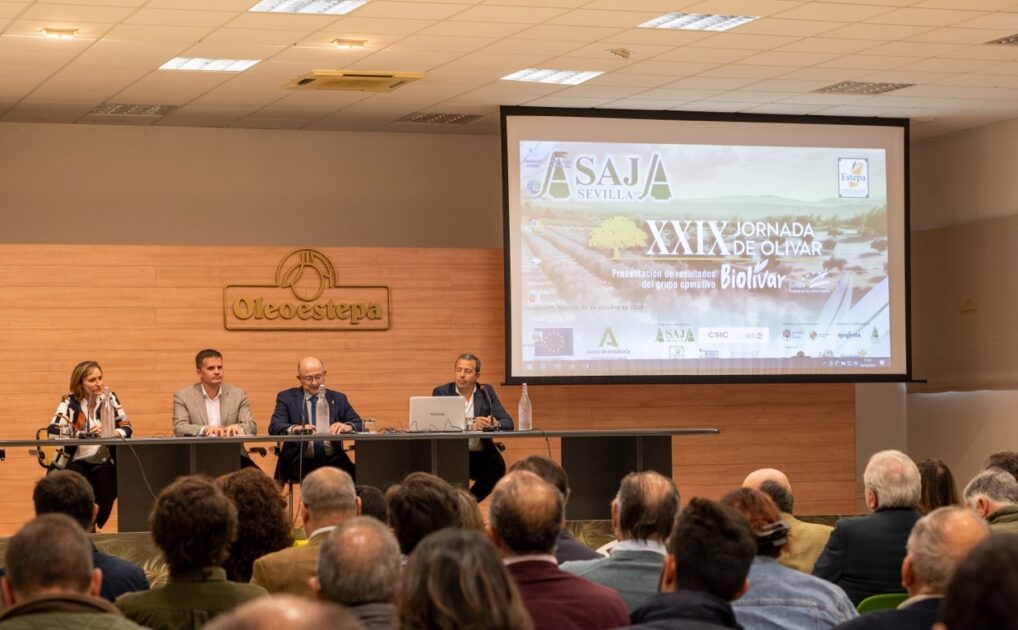 Las lluvias paralizan la cosecha de aceituna de molino y tensionan aún más los precios del aceite de oliva