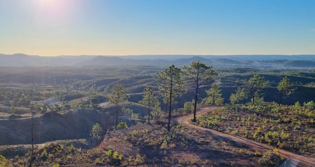 Atalaya Mining planta más de 80.000 árboles en 5 años para revitalizar los bosques de su entorno