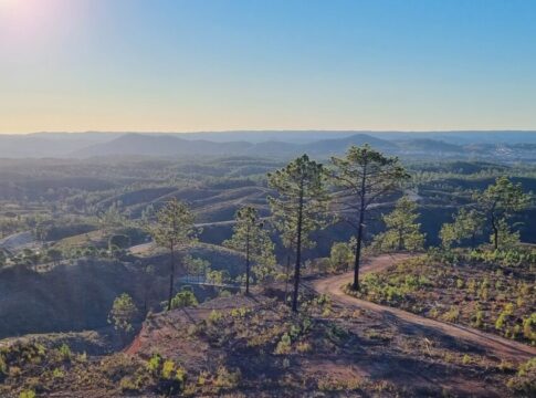 Atalaya Mining planta más de 80.000 árboles en 5 años para revitalizar los bosques de su entorno