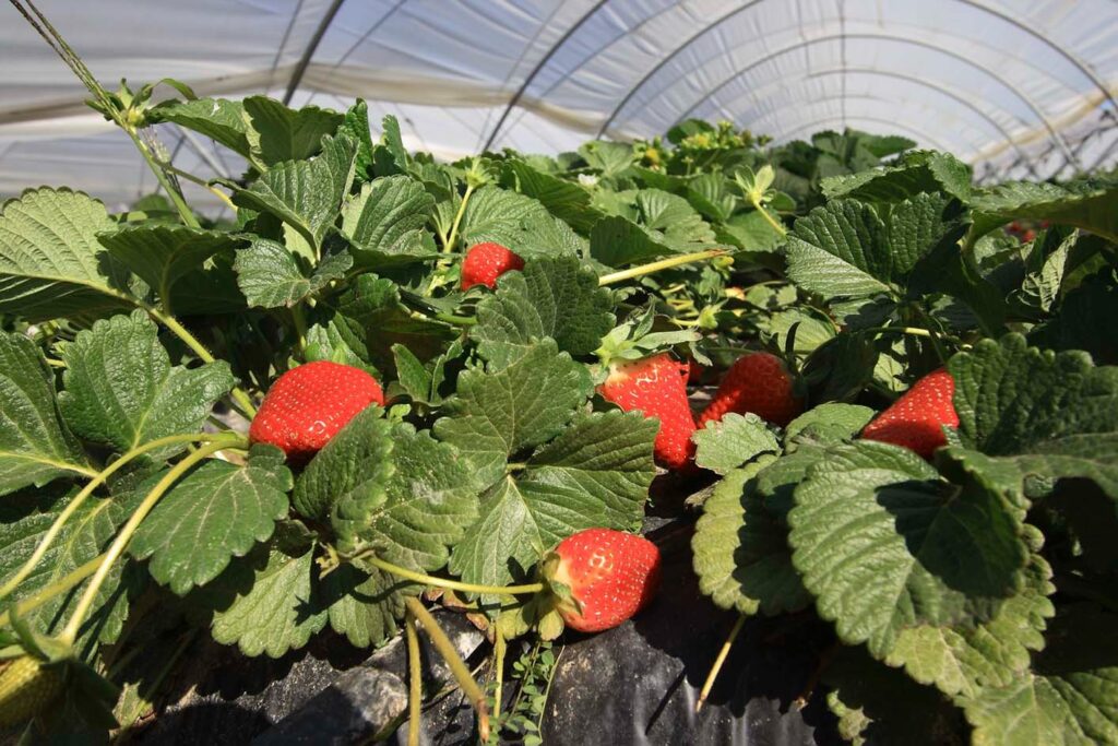 Las exportaciones andaluzas de frutas suben de enero a marzo más de 110 M€ con respecto al año anterior