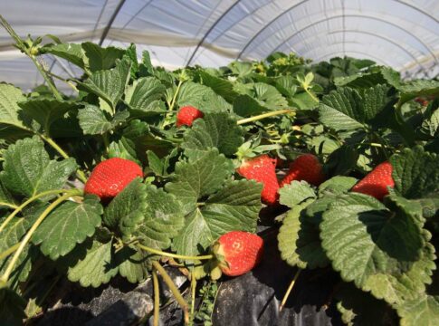 Las exportaciones andaluzas de frutas suben de enero a marzo más de 110 M€ con respecto al año anterior