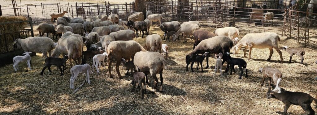 UPA Andalucía: “2025 ha sido un año en el que la agricultura ha aguantado, la ganadería ha sufrido y el comercio exterior nos ha golpeado con dureza”