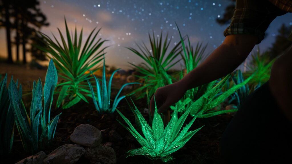 Una empresa española desarrolla una tecnología de bioluminiscencia que permite a las plantas emitir luz