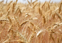 UPA Andalucía destaca el potencial de los bioestimulantes para mejorar la rentabilidad  y la sostenibilidad de las explotaciones agrarias