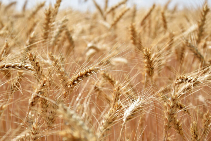 UPA Andalucía destaca el potencial de los bioestimulantes para mejorar la rentabilidad  y la sostenibilidad de las explotaciones agrarias