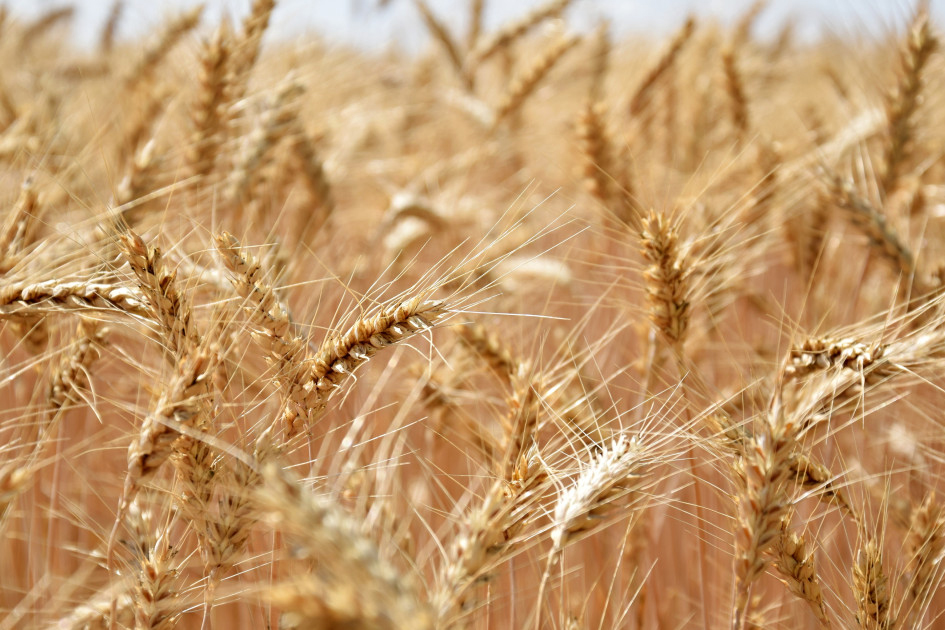 UPA Andalucía destaca el potencial de los bioestimulantes para mejorar la rentabilidad  y la sostenibilidad de las explotaciones agrarias
