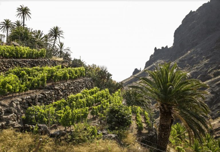 ‘El Cabildo incorpora 150 mil euros para mejoras en infraestructuras vitivinícolas de La Gomera