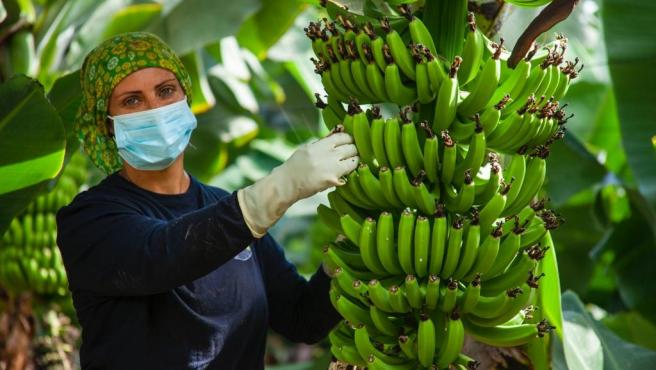 Asprocan celebra el compromiso del Senado para “blindar” el futuro del plátano canario