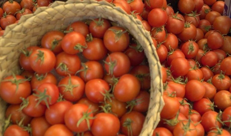 El Gobierno canario concede ayudas por 1,7 millones para el comercio exterior de tomate